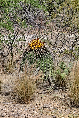 Barrel Cactue with Flowers.jpg