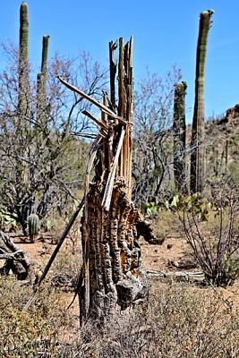 Dead Saguaro.jpg
