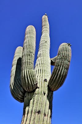 Majestic Saguaro.jpg