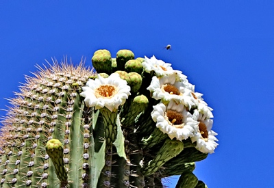 Saguaro Cactus Flowers.jpg