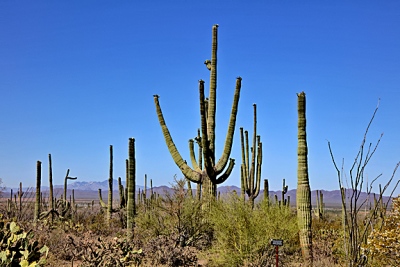 Saguaros.jpg