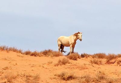 Wild Horse.jpg