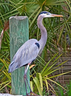 Great Blue Heron