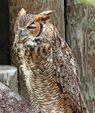 Great Horned Owl