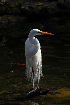 Great White Egret 01