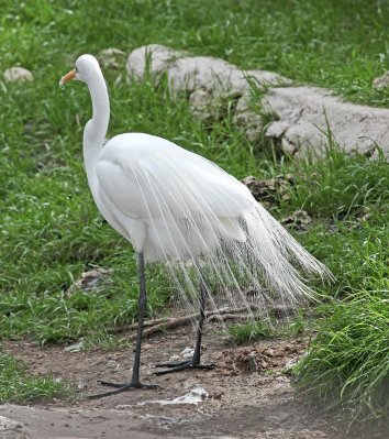 Great White Egret 02