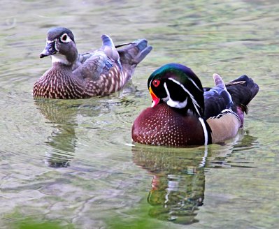 Wood Ducks