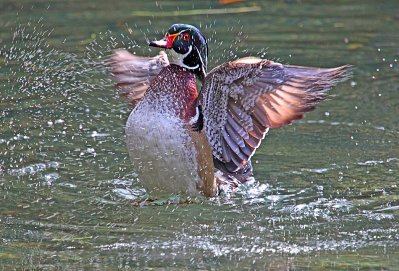 Wood Duck Flapping