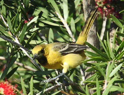 Thick Billed Vireo