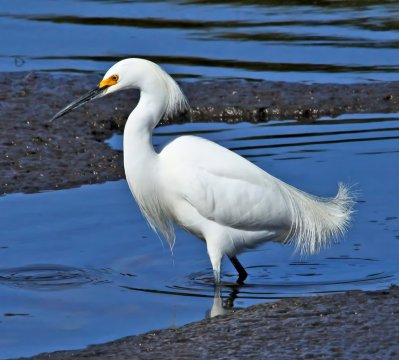 Snowy Egret