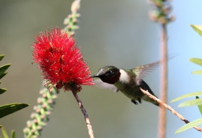 Humming Bird 02