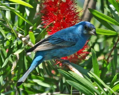 Indigo Bunting