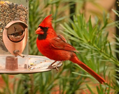 Male Cardinal