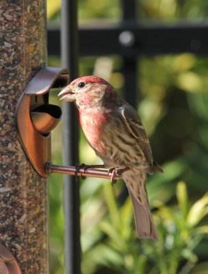 Male House Finch