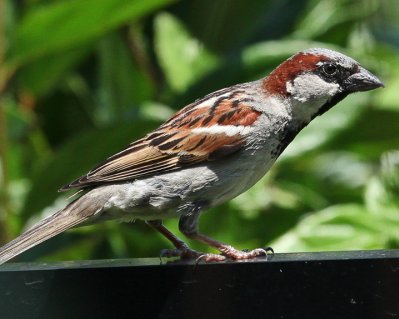 Male House Sparrow