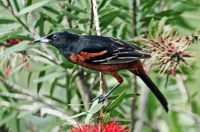 Orchard Oriole