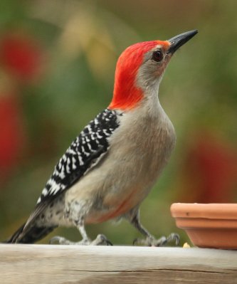 Red Bellied Woodpecker