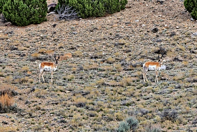 Prong Horned Antelope.jpg